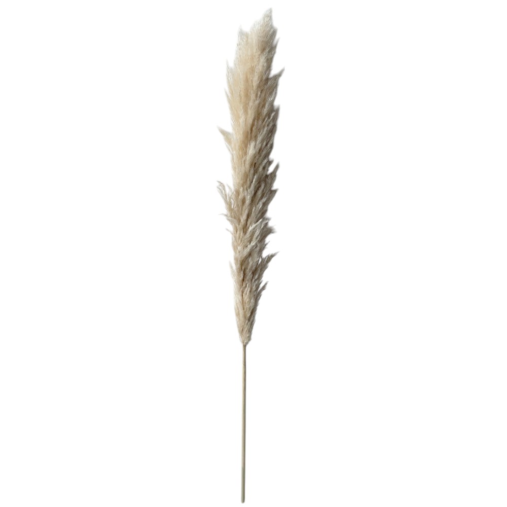 Rama decorativa (x1) Pampas beige 100cm